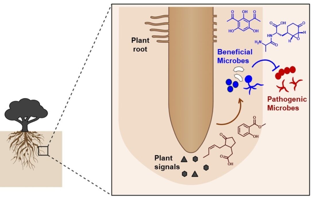 Graphical Abstract