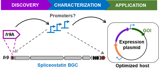 Graphical Abstract