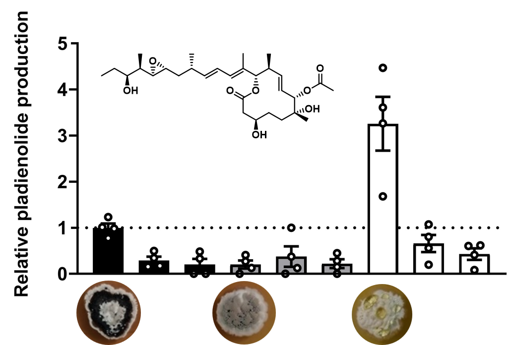 Graphical abstract
